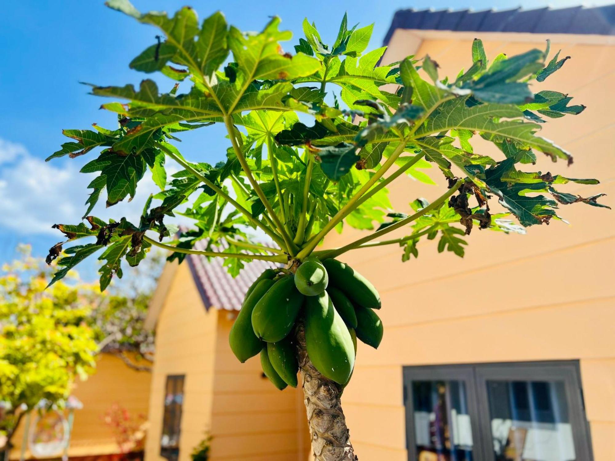 Mama Villa Cu Lao Thu 外观 照片